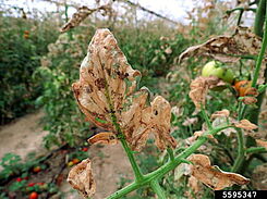 Schabild von Phthorimaea absoluta an Blättern der Tomatenpflanze.