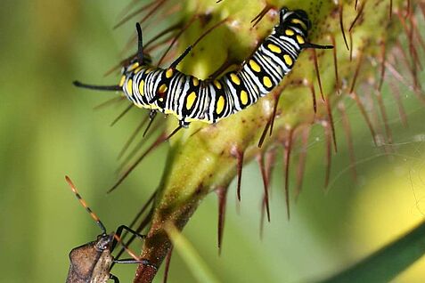 Eavesdropping by natural enemies Schoolyard Earth Ecosystem