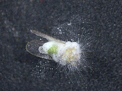 Durch entomopathogenen Pilz abgetöteter Blattfloh (Psyllidae).