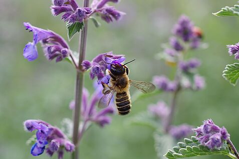 Eine Wildbienenart, die in naturnahen Gärten vorkommt, ist die Platterbsen-Mörtelbiene (Megachile ericetorum). Ihr Name verrät an welchen Pflanzenarten sie ihren Pollen sammelt. © H. Greil/Julius Kühn-Institut
