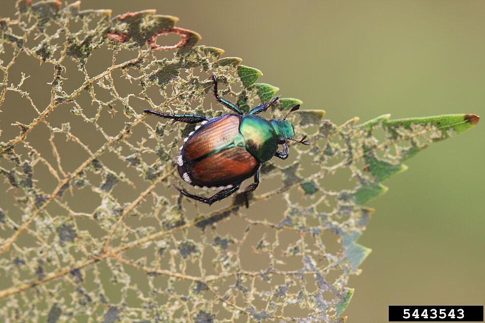 
	Typisches Schadbild des Japankäfers ist der Skelletierfraß an Blättern der Wirtspflanzen. © S. Katovich (USFS)/Bugwood.org
