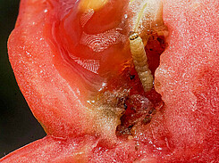 Fraßschaden in Tomatenfrucht durch Larve von Phthorimaea absoluta.