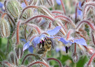 Borretsch dient zum würzen von Salat und schmeckt auch Bienen. © J. Pistorius/JKI
