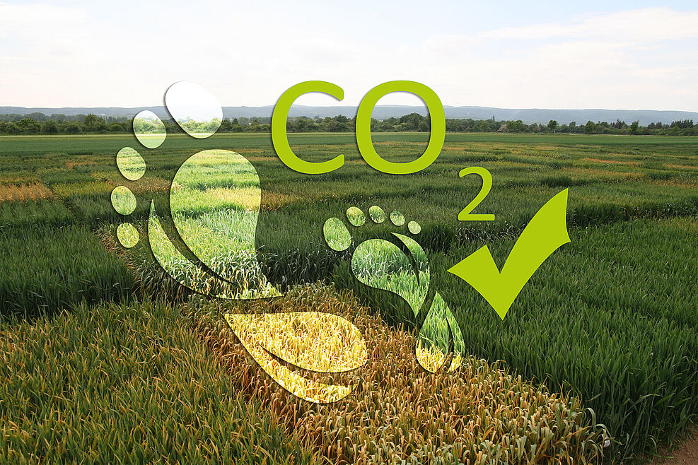 Zwei Fußabdrücke vor dem Hintergrund von Versuchsparzellen mit Weizensorten symbolisieren, dass der Züchtungsfortschritt zum Klimaschutz beiträgt, durch Reduktion des CO2-Fußabdrucks. © Collage Zetzsche-Wolck/JKI