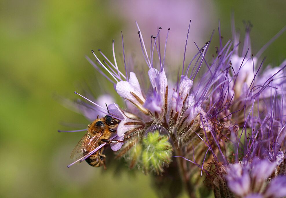 Eine Honigbiene sammelt Nektar an Phacelia (Bienenweide). Bei den Monitoringversuchen wurde Phacelia nach der Rübenernte ausgesät. ©Richard Odemer/JKI