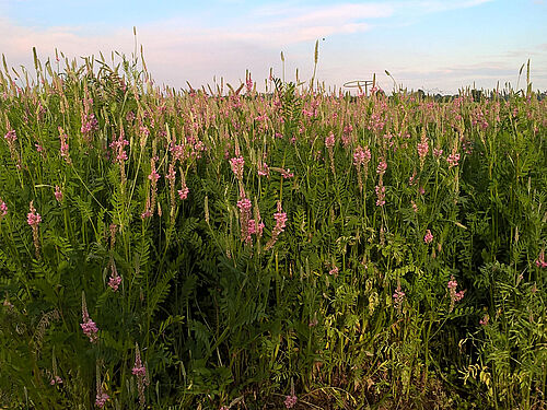 Esparsette (Onobrychis viciifolia) auf dem Versuchsfeld am JKI Standort Braunschweig (Bundesallee). © T. Thünen/JKI