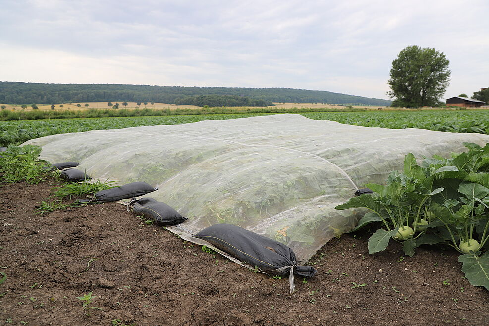 Kohlrabi unter Insektenschutznetz in einem Praxisbetrieb ©A.Grashoff/JKI