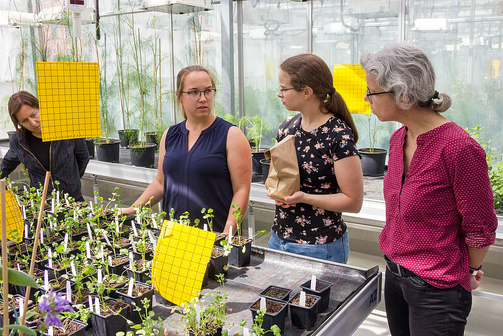 Anne-Marie Stache (MItte) erklärt ihr Projekt zu Anis in der Nachwuchsforschergruppe Arzneipflanzen. ©Kaufmann/JKI
