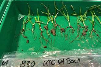 Abb. 7: Vorbereitung der Weizenpflanzen im Labor für die Beprobung des wurzelanhaftenden Bodens. Foto: Dr. Andrea Braun-Kiewnick