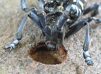 Head of Asian long-horned beetle above hole caused by larval feeding
