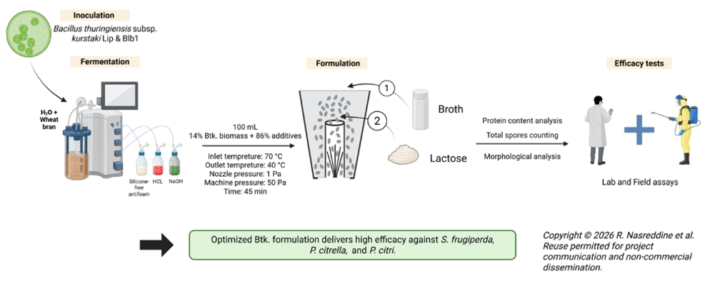 
	Schematische Darstellung der Entwicklung und Charakterisierung einer neuartigen, mittels Wirbelschichttrocknung hergestellten Formulierung von Bacillus thuringiensis subsp. Kurstaki. © Rayan_Nasreddine
