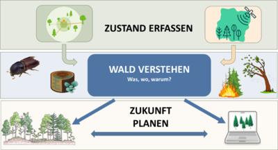 Strategiegrafik des JKI-Waldschutzinstitutes.