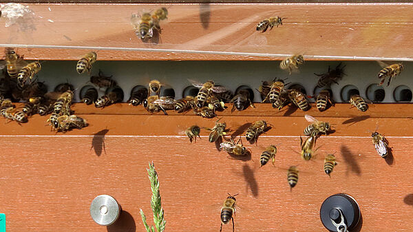 Beecheck im Feldeinsatz: ein Bienenvolk wurde auf einem Beecheck-Gerät platziert; Arbeiterinnen laufen zum Aus- und Einflug durch die 24 Fluglöcher (weiß) des Geräts und werden dadurch quantitativ erfasst.