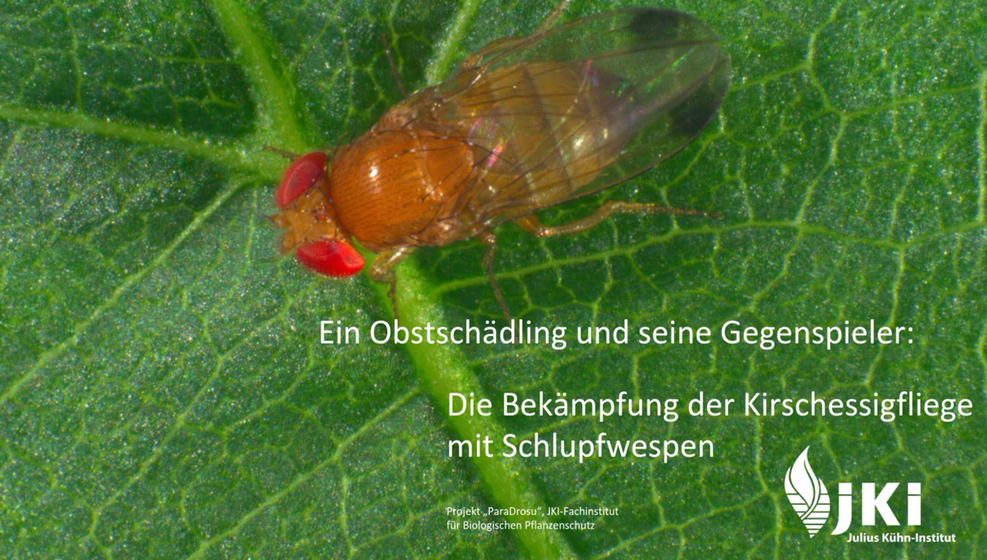 
	Ein Obstschädling und seine Gegenspieler: Die Bekämpfung der Kirschessigfliege mit Schlupfwespen (© Maximilian Pink, JKI).
