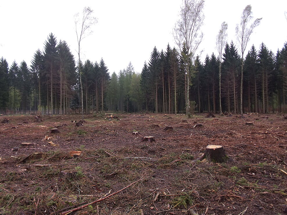 Fichtenwaldkante, Sanitärhieb zur Borkenkäferbekämpfung © U. Müller-Ebendorf/JKI