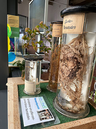 Dieses historische Nasspräparat von 1928 aus der JKI-eigenen Sammlung zeigt eine Gurkenwurzel, die von einem Gallnematoden befallen wurde. Foto: Sarah Barnert/JKI