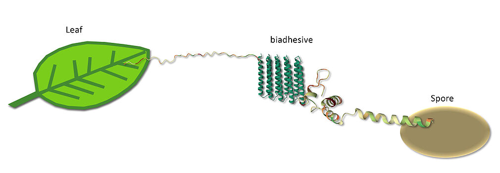 Leaf scheme. © Dietrich Stephan/JKI