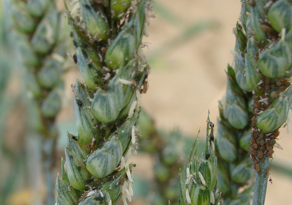 Schadinsekten, hier die Bleiche Getreideblattlaus (Metopolophium dirhodum) profitieren von Klimaveränderungen © T. Ziesche/JKI