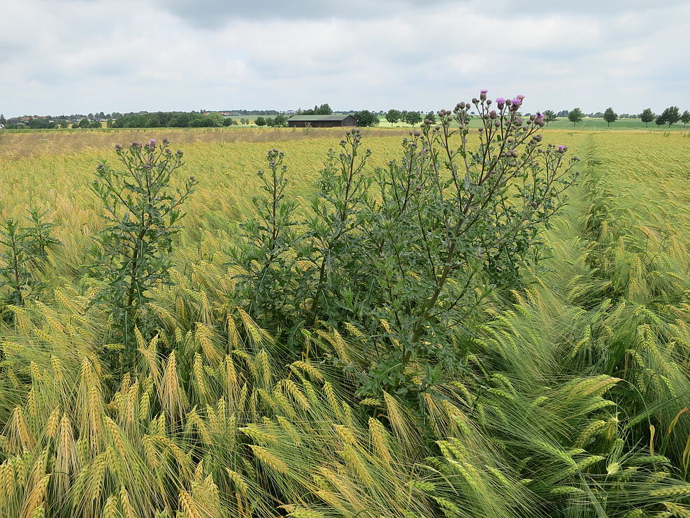 Ackerkratzdistel im Getreidebestand. © A. Littmann/JKI