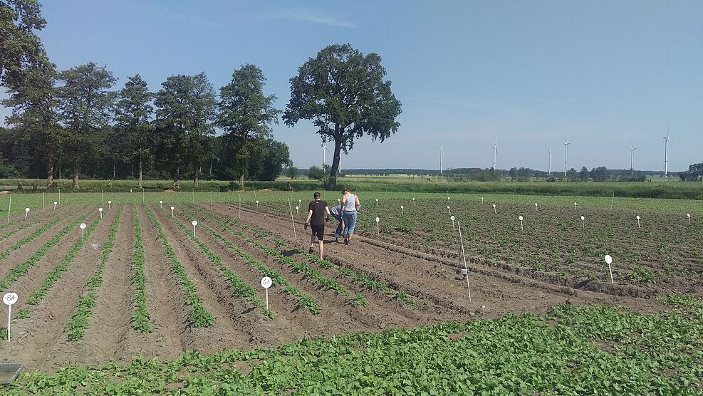 
	Field trial in Uelzen to test the effectiveness of the AgriMet formulations. © Paluch
