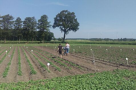 Field trial in Uelzen to test the effectiveness of the AgriMet formulations. © Paluch