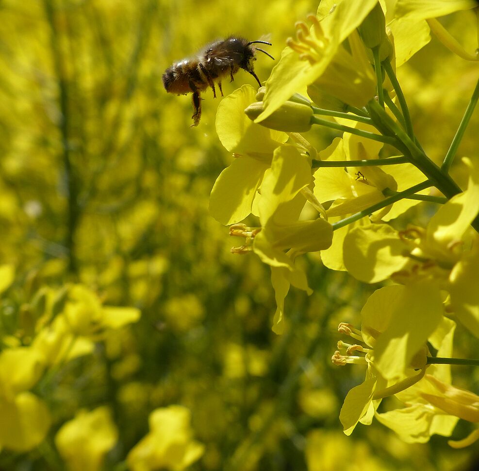 
	Eine solitäre Wildbiene an einer Rapsblüte. ©Nicole Beyer/Uni Göttingen
