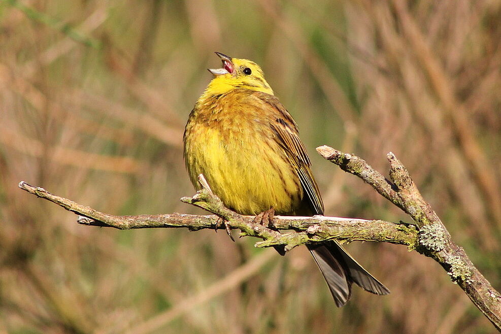 Die Goldammer (Emberiza citrinella) ist ein charakteristischer Brutvogel der Feldmark. ©Jörg Hoffmann/JKI