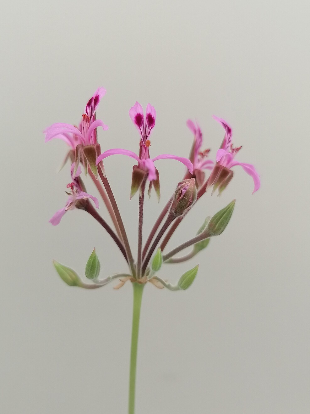 Blüte von Pelargonium reniforme, eine Wildart aus der JKI-Sammlung. © S. Plaschil/JKI