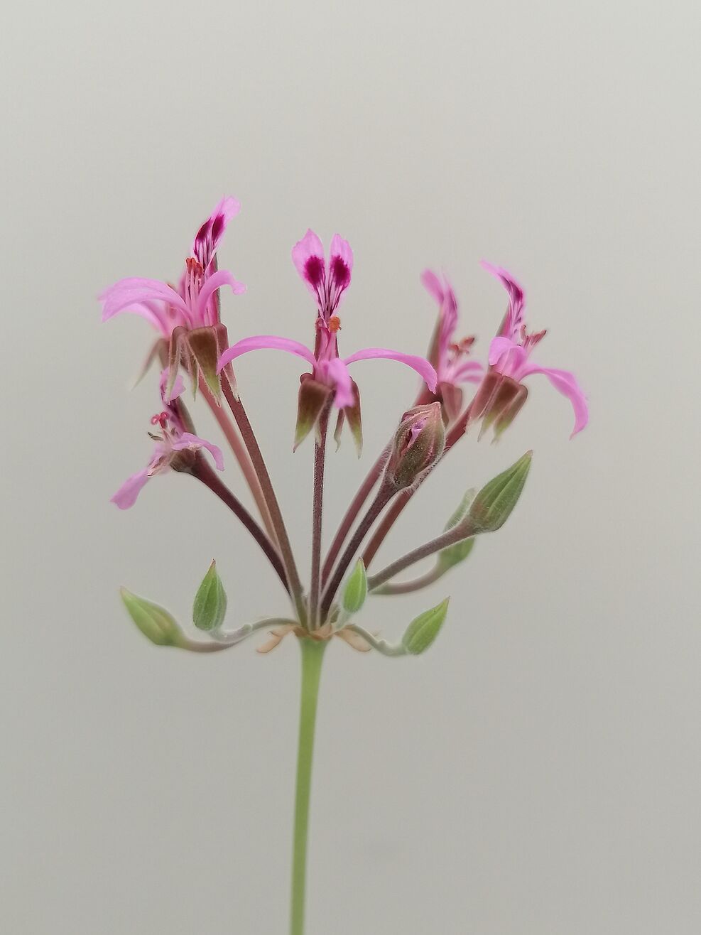 
	Blüte von Pelargonium reniforme, eine Wildart aus der JKI-Sammlung. © S. Plaschil/JKIBlüte von Pelargonium reniforme, eine Wildart aus der JKI-Sammlung. © S. Plaschil/JKI
