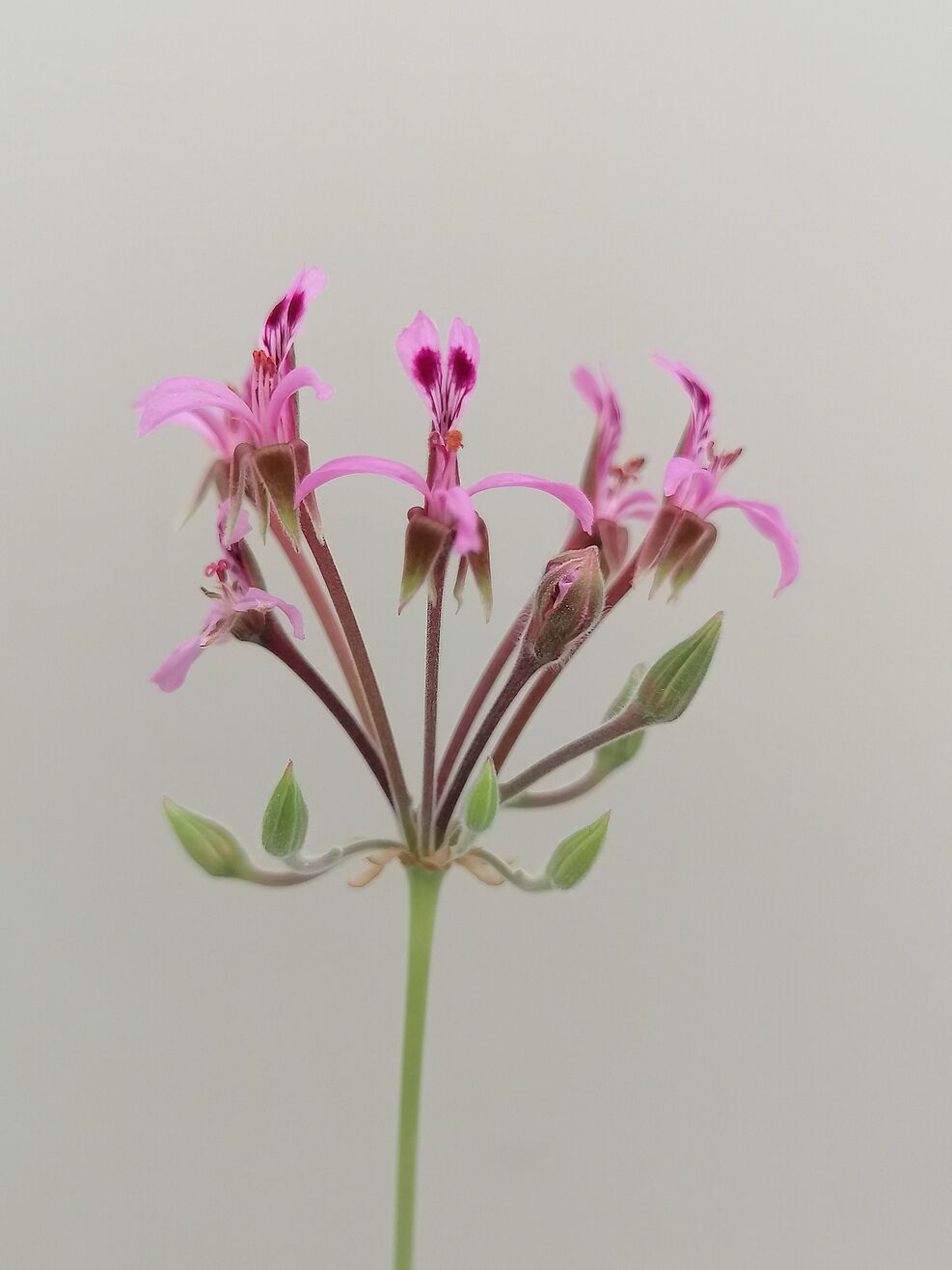 Blüte von Pelargonium reniforme, eine Wildart aus der JKI-Sammlung. © S. Plaschil/JKI