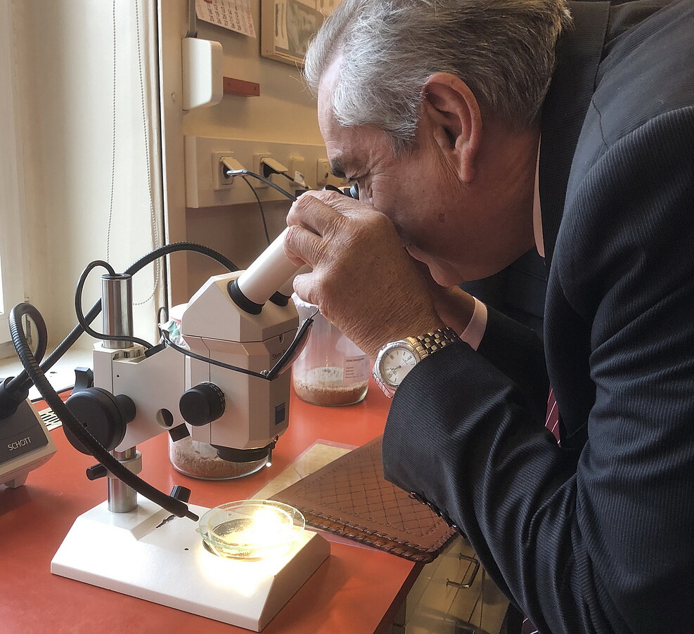 Blick durchs Mikroskop: Uruguays Agrarminister Enzo Benech zu Besuch am JKI Berlin, Zucht von Vorratsschädlingen ©JKI