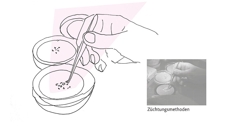 © Dörte Wähner, info@doma.de | Züchtungsmethoden © Dörte Wähner, info@doma.de | Züchtungsmethoden