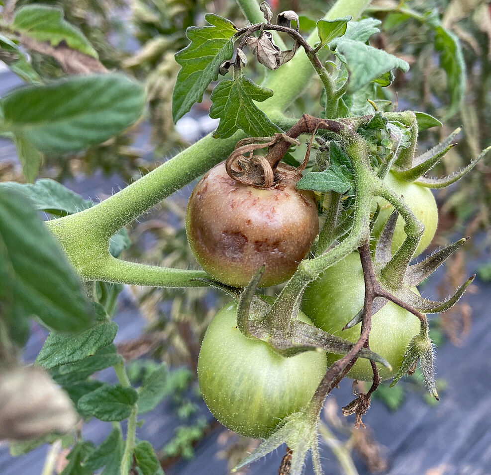 
	Von Phytophthora infestans befallene Tomatenpflanze (©Philemon Orwa).
