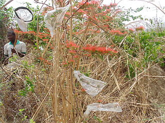 Farmer Apo Nama recording pollinators in the savannah of Burkina Faso.