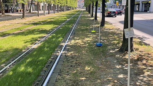 Im Projekt werden die Bienearten mit Farbsdchalen erfasst, hier ein Gleisabschnitt mit einfacher Begrünung vor dem Kino im Braunschweig. © M. Schönholz/Uni Bonn