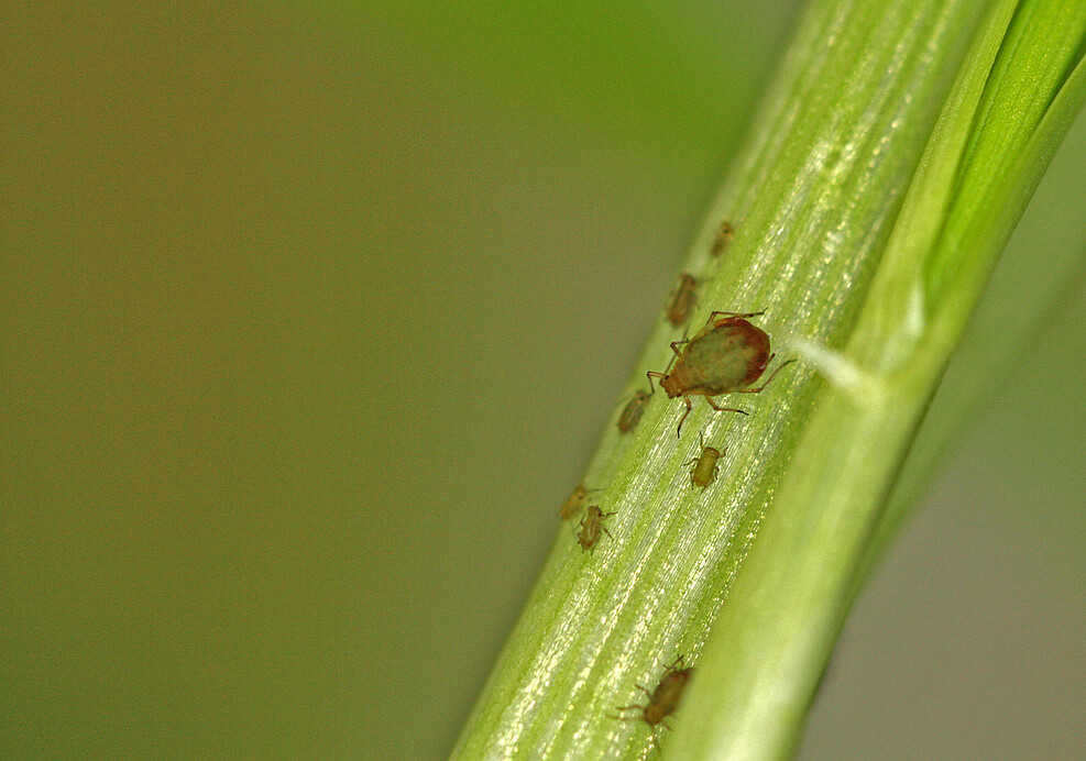 Traubenkirschenlaus (Rhopalosiphum padi) überträgt das Gerstengelbverzwergungs-Virus (BYDV=Barley yellow dwarf virus) © T. Will/JKI