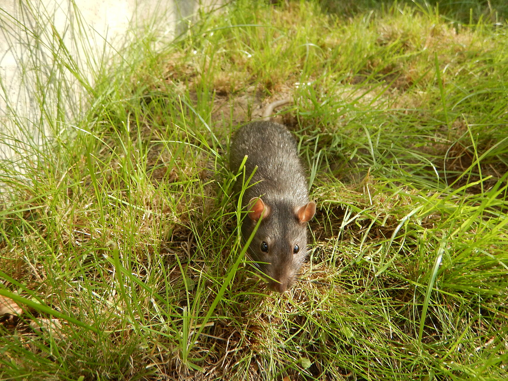 JKI: Neuer Leitfaden: Resistenzmanagement von Ratten in der Praxis