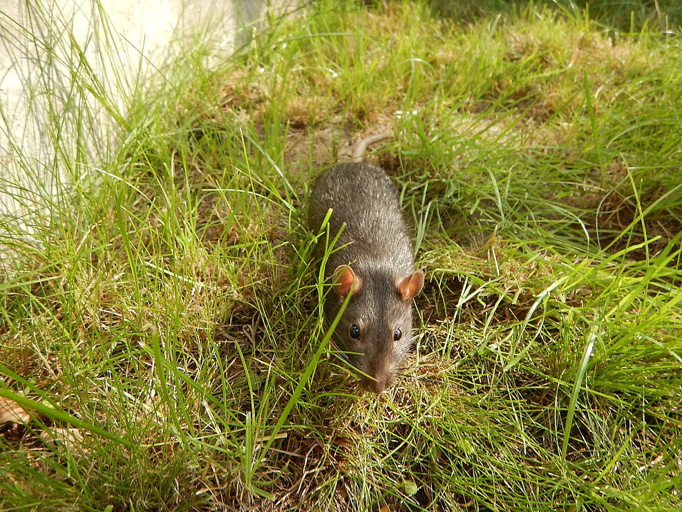 Wanderratte (Rattus norvegicus). @JKI