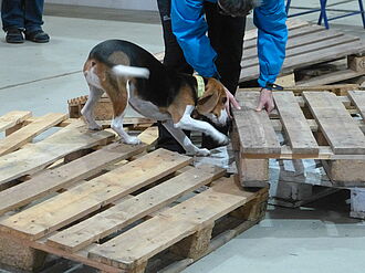 Dog sniffing at a wooden pallet