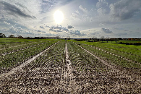 Abb. 3: Saatgutbeimpfungsversuch im Langzeitfeldversuch der Universität Kiel in Hohenschulen. Foto: Dr. Andrea Braun-Kiewnick