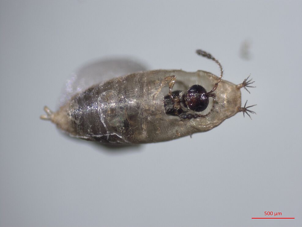
	Neue Zehrwespe (Trichopria) schlüpft aus der Puppenhülle einer Kirschessigfliege © C. Englert/JKI
