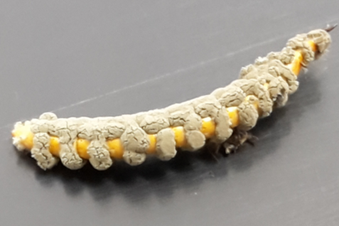 A. obscurus larvae infected with M. brunneum JKI-BI-1450