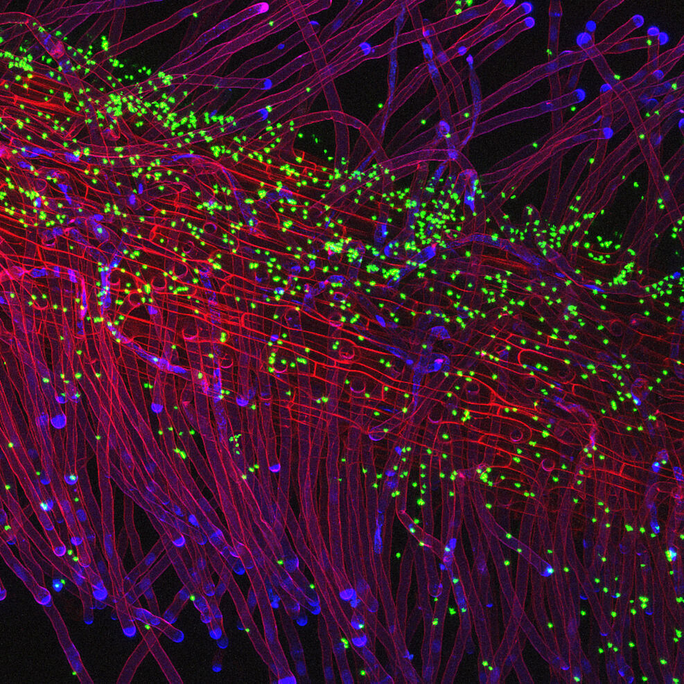 Microscopic image of a lettuce root with bacteria marked with green fluorescent protein: Salmonella enterica in green colour colonizing a lettuce root  in red colour, nuclei of the root cells appear blue due to DAPI-dye. (c) Confocal Laser Scanning Microscopy by Adam Schikora/JKI