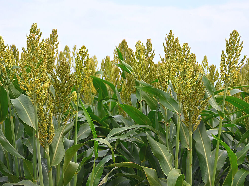 Sorghumhirse (Sorghum bicolor) ist eine vielversprechende Kulturpflanze, die gut mit Trockenheit und hohen Temperaturen umgehen kann (© Kottmann/JKI).