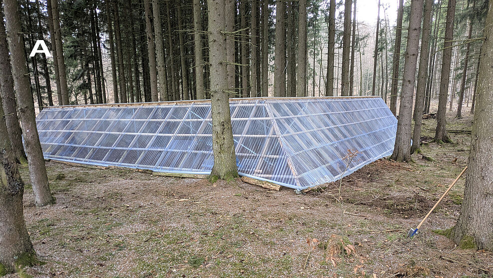 
	Überblick über die Dachinfrastruktur (A) und den Windwurf-Simulationsaufbau (B), die im Rahmen des vom Julius Kühn-Institut für Waldschutz in Zusammenarbeit mit dem Forstbetrieb Ostharz geleiteten Projekts „Fichtenretter“ in einem Fichtenbestand im Landkreis Harz, Sachsen-Anhalt, eingerichtet wurden.
