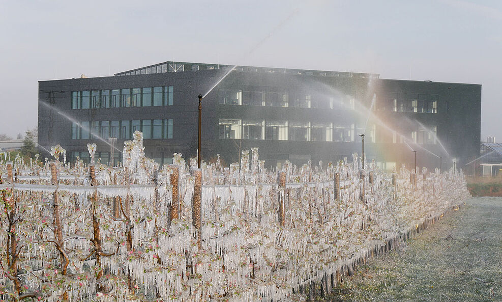 
	Frostschutzberegnung einer Apfel-Versuchsanlage am Standort Dossenheim. Im Hintergrund: Das neue Büro- und Laborgebäude des Standortes. © Jelkmann/JKI
