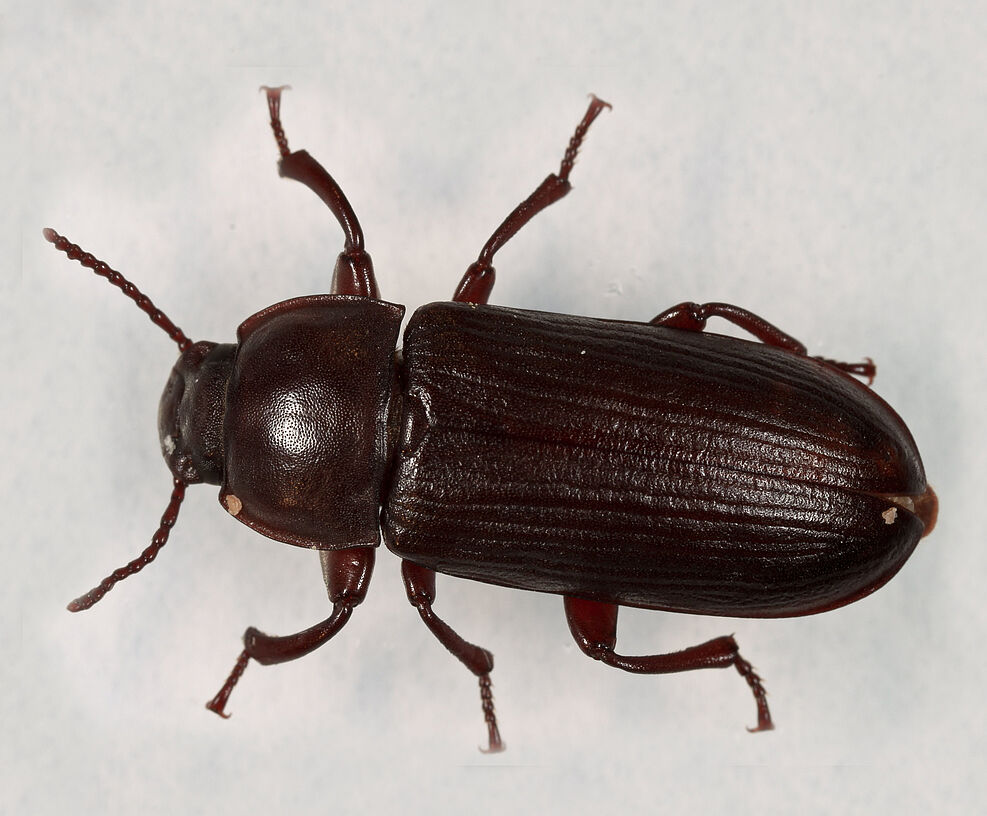 
	Erwachsener Mehlkäfer, Tenebrio molitor
