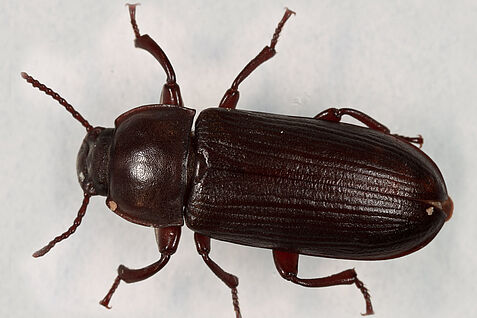 Mealworm beetle Adult mealworm beetle