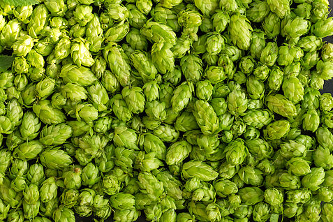 AdobeStock-286747303-stone36 Green ripe hop cones for brewery and bakery background pattern. AdobeStock-286747303-stone36