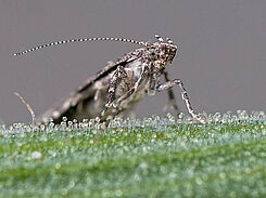 Phthorimaea absoluta (tomato leafminer); adult moth at rest.
